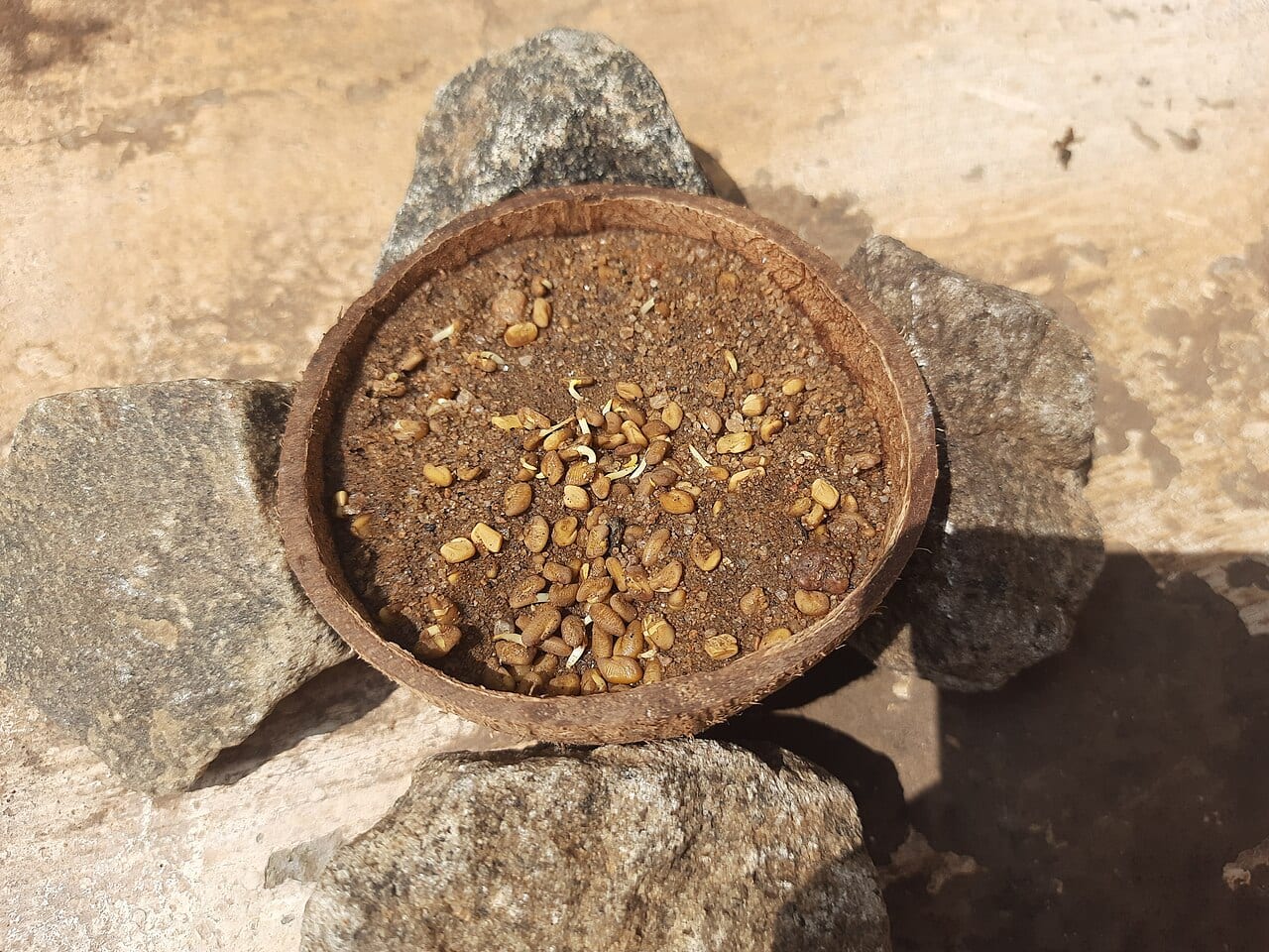 Fenugreek — 2