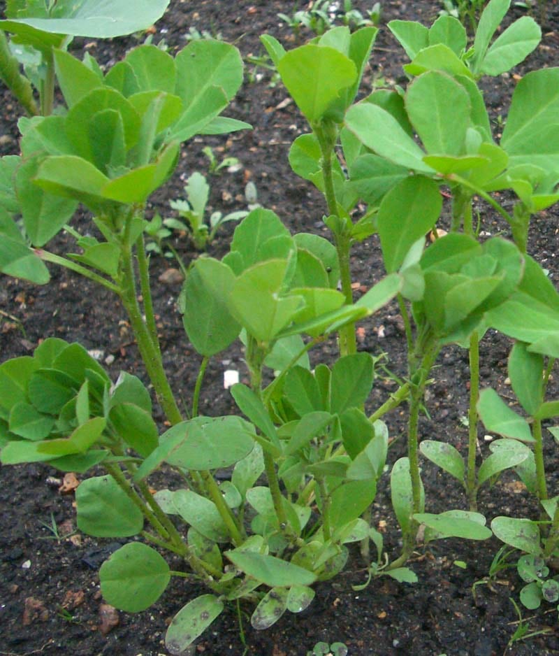 Fenugreek — 3