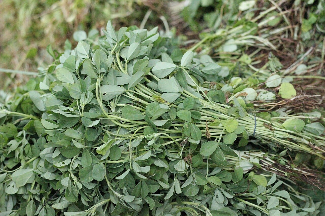 Fenugreek — 4