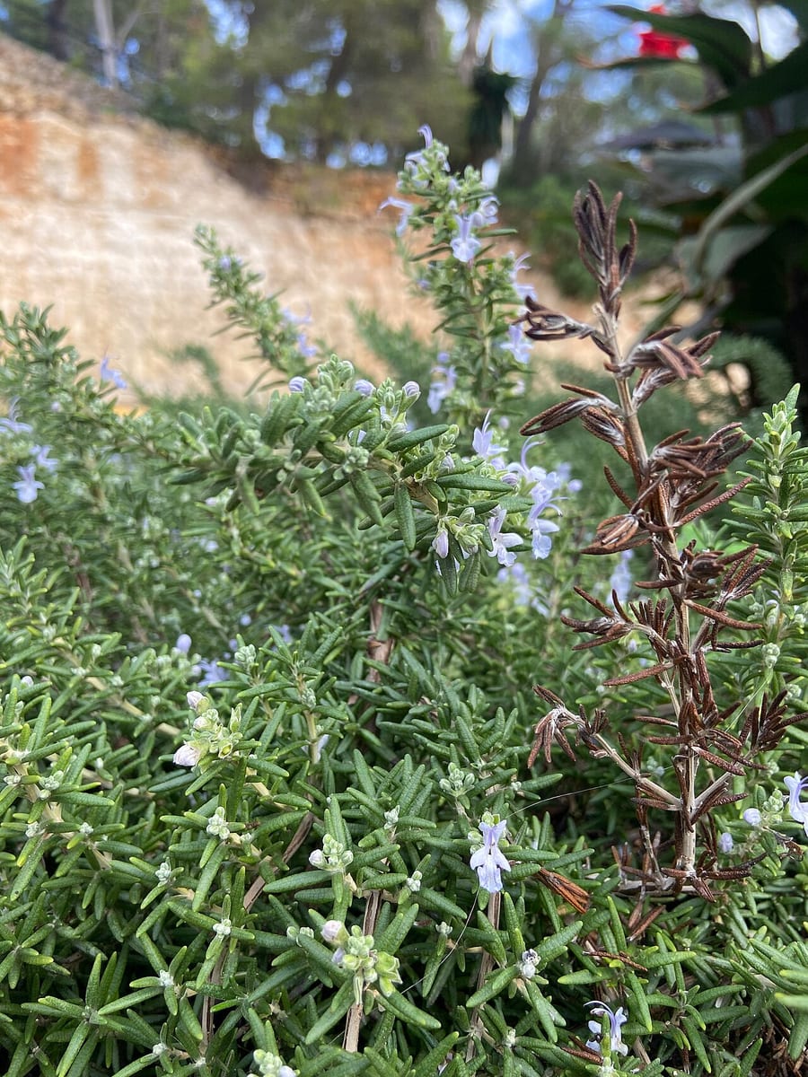 Rosemary — 3