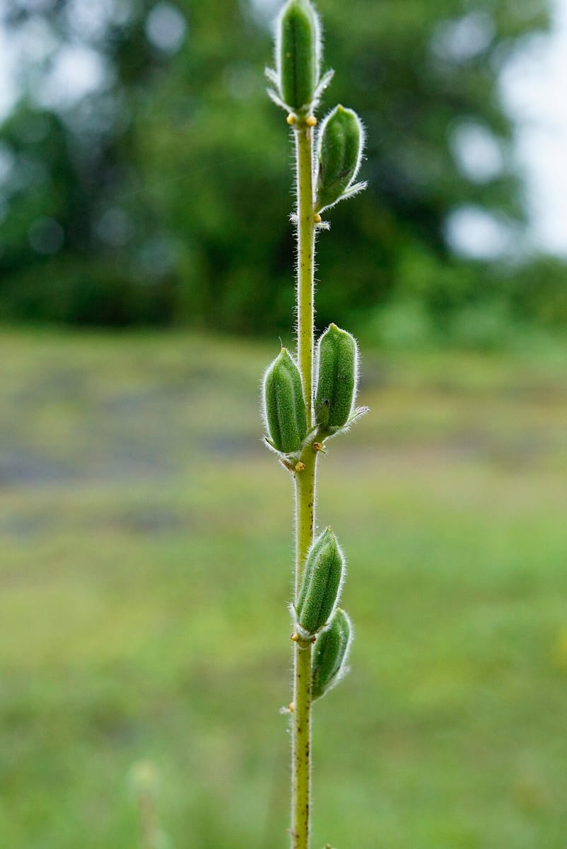 Sesame — 2