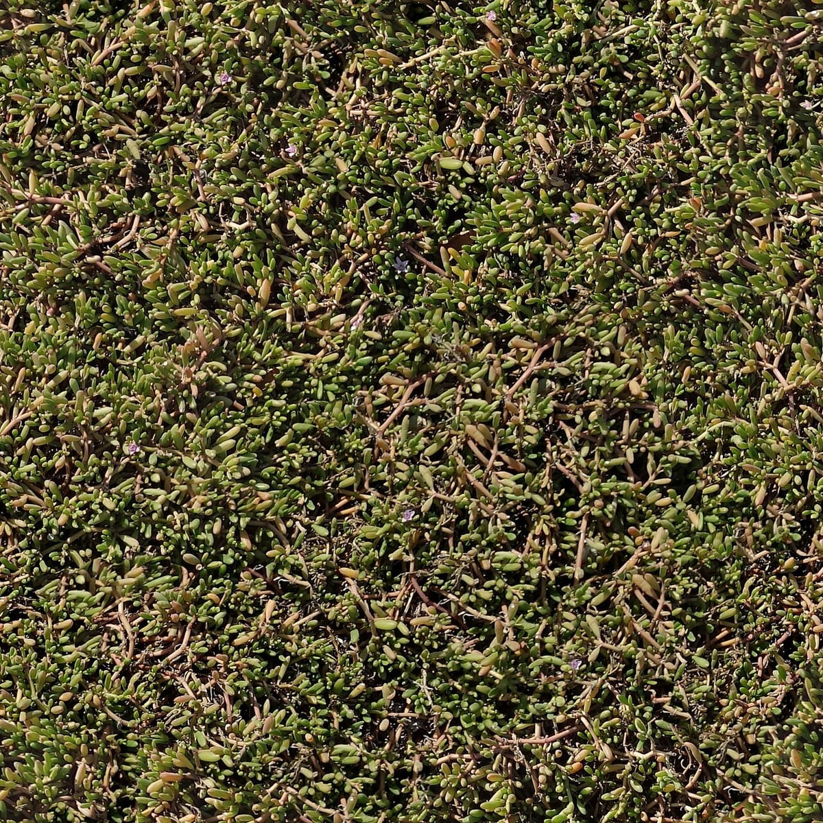 Thyme — 4